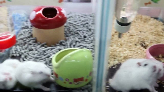Pet shop sells guinea pigs