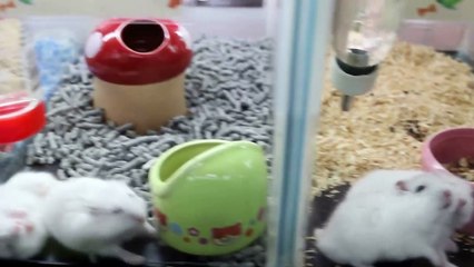 Pet shop sells guinea pigs