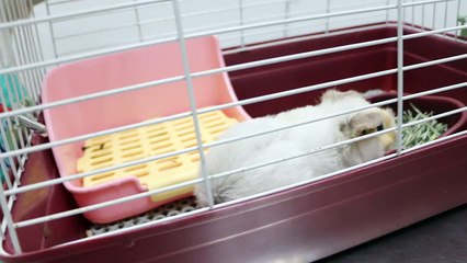 A guinea pig has diarrhoea Pt 2