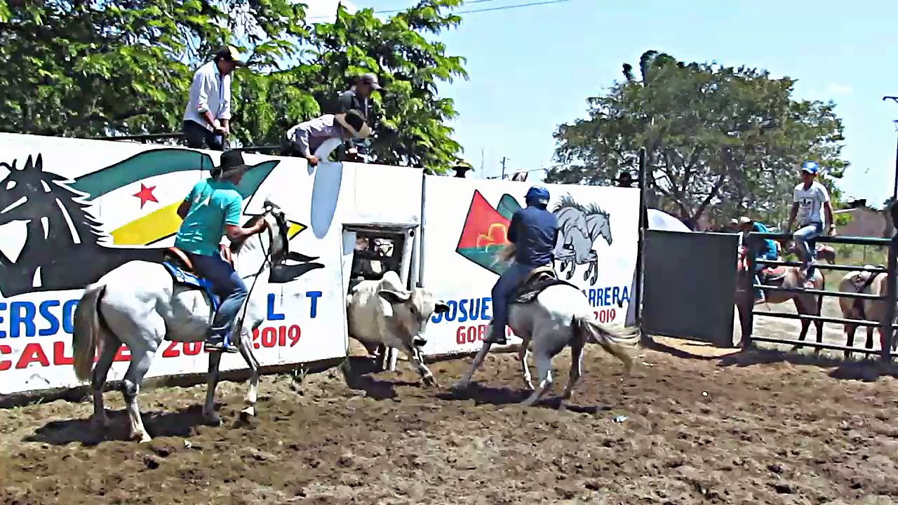 COLEO CRIOLLO