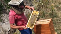 Bientôt le premier miel des ruches municipal