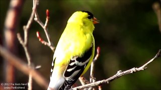 American Goldfinch (male) singing