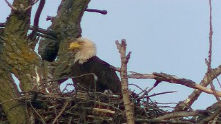 Eagle Nesting Baby !