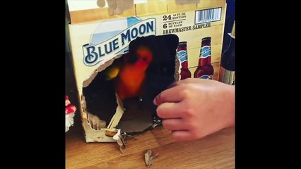 Funny Parrots and Cute Birds Compilation #37 - 2018