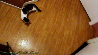 Cat Games on Screen : Real Laser Pointer Video for Cats