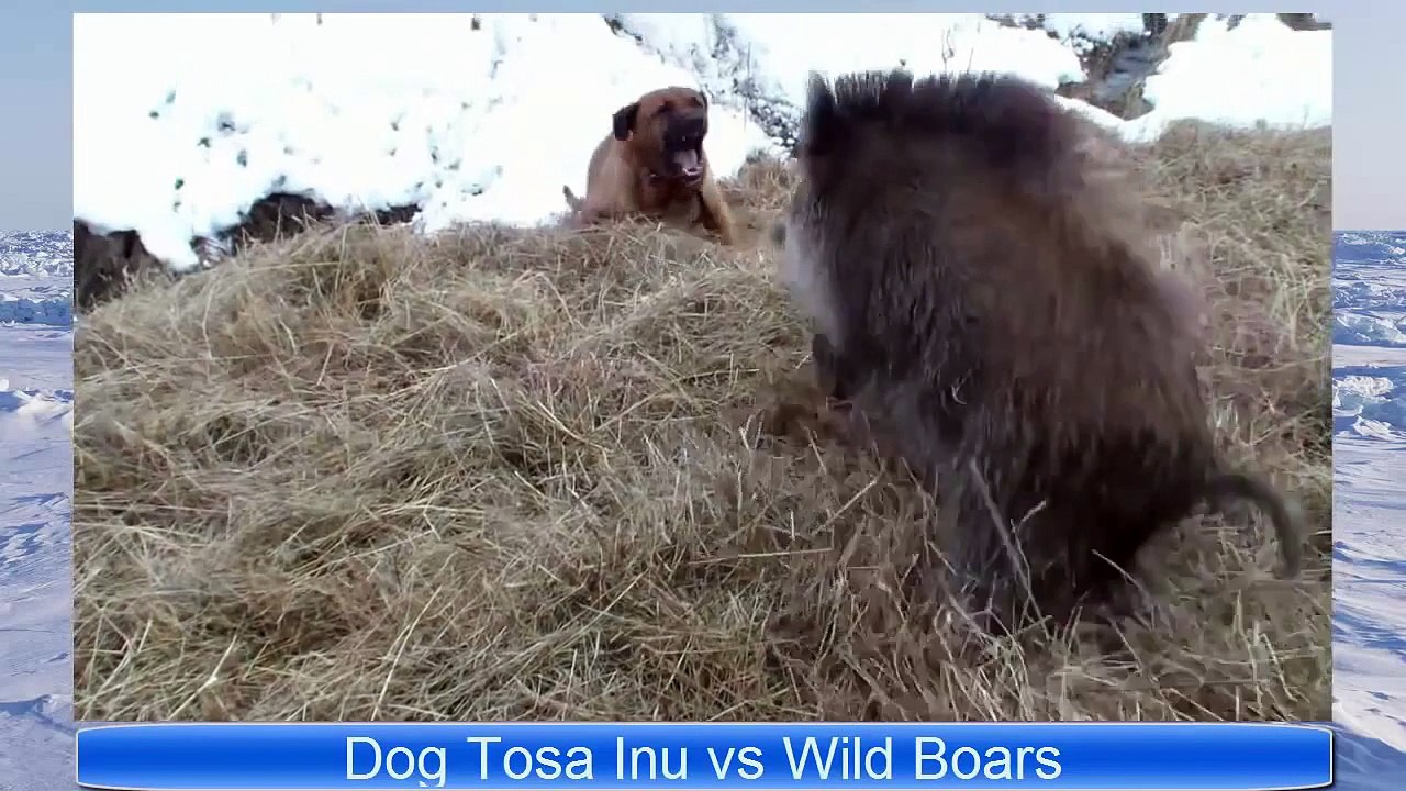 Animal Fights Hunting Dogs vs Wild Boar part 1