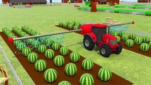 Cartoon Animation for Children Cars Trucks Watermelon Trors in the Farm