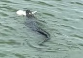Charlie the Alligator Spotted With Shark in His Mouth off South Carolina Coast