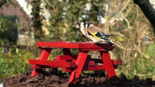 Videos for Cats to Watch : Birds at The Picnic Table ONE HOUR