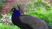 AMAZING WHITE PEACOCK DANCE •❥ BLUE WHITE PIED PEACOCK