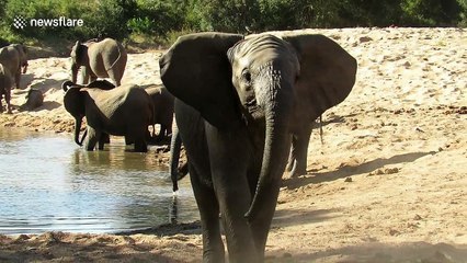 Young elephant charges safari vehicle to show who's boss