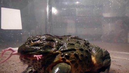 Giant African Bullfrogs eating everything in sight