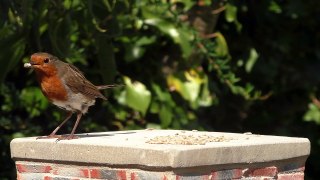 Videos for Cats to Watch : Birds in The Summer Garden