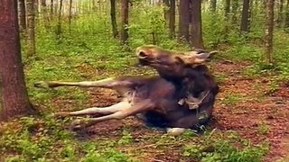 The Best Moose Documentary EVER.