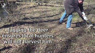 Men wrestle 8 point deer to save its life (buck)