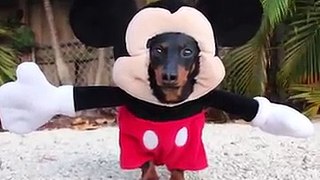 Dog Dressed as Mickey Mouse!