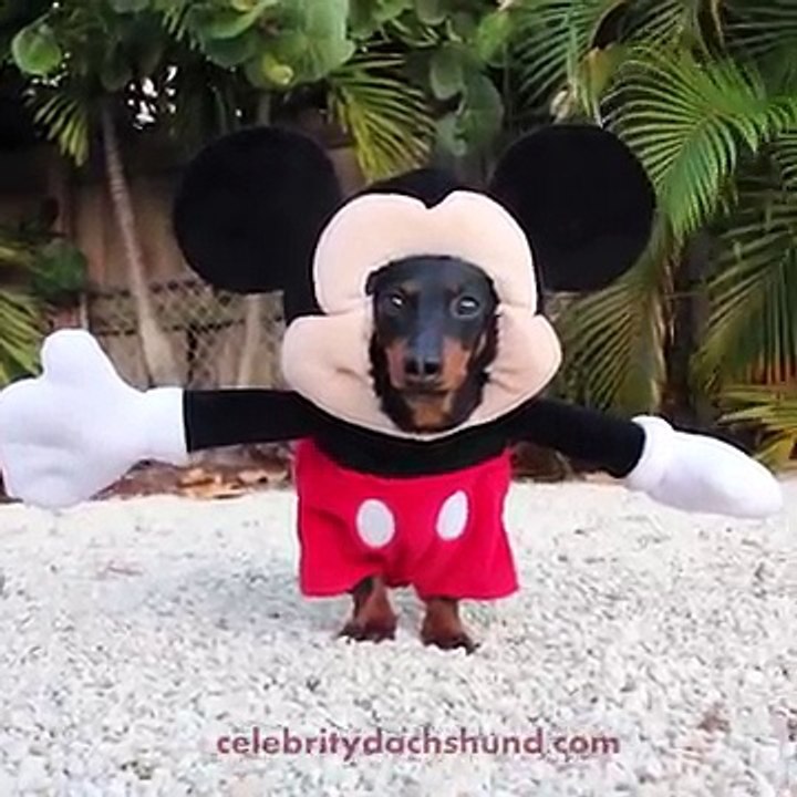 Dog Dressed as Mickey Mouse!