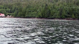 Orca Everywhere! George Inlet, Alaska