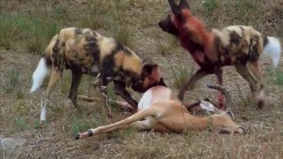 National Geographic Animals - Predator Fails - Seek and Destroy 2