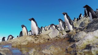 Bird steals Egg cam and films penguin colony Spy in the Wild: Episode 4 Preview BBC One
