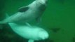 Curious Beluga Whales Enjoy a Meet and Greet with Paddleboarder in Nova Scotia