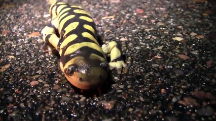 Metamorphosis: Amphibian Nature Documentary
