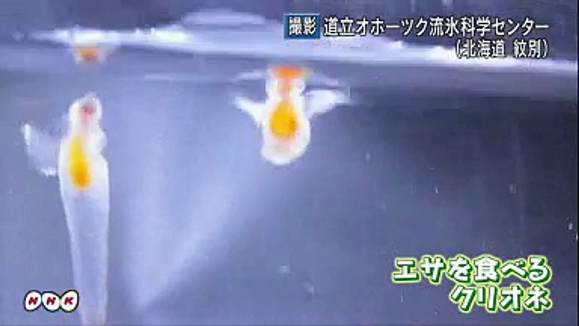 Japan Image クリオネ 捕食シーン