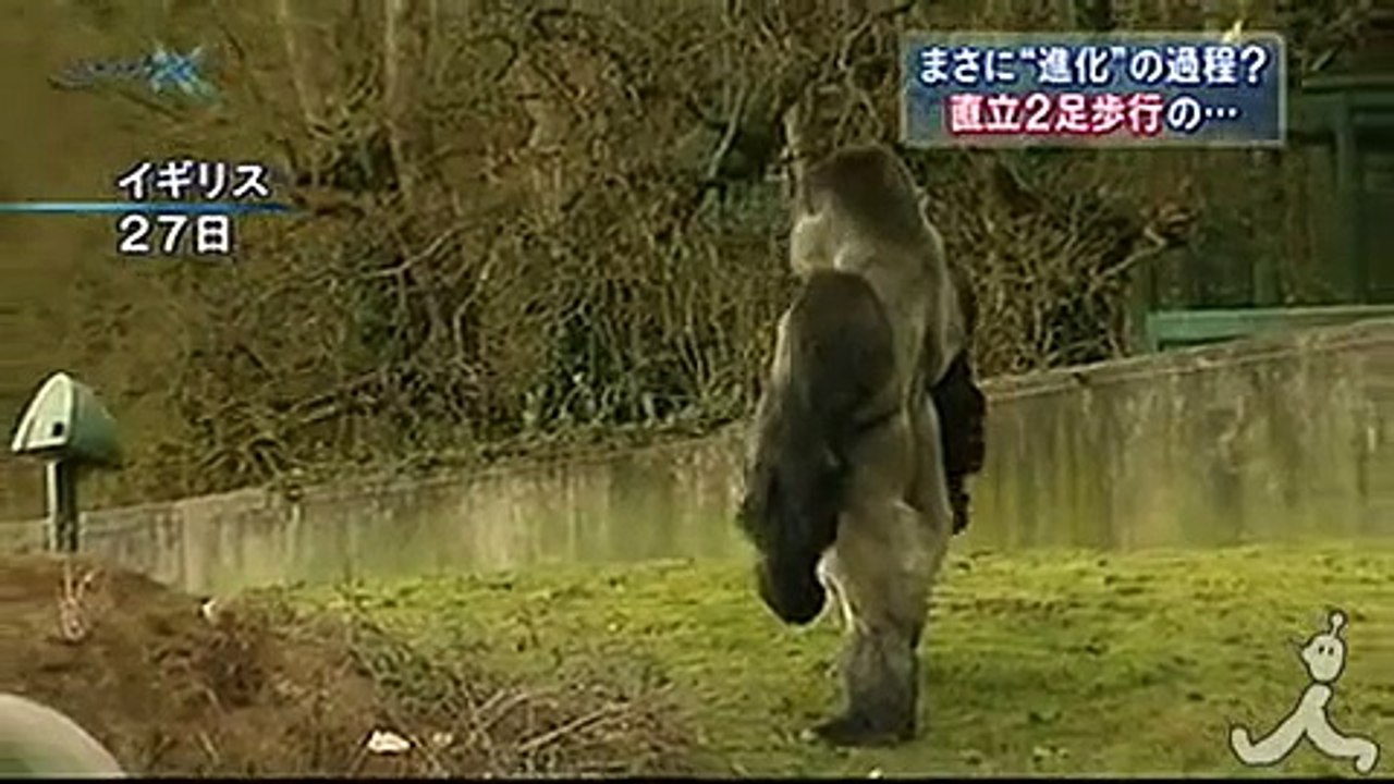 直立２足歩行のゴリラ、英の動物園