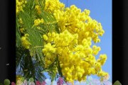 Good Morning Beautiful Yellow Flowers, Yellow Flowers HD Wallpaper Images Photos Pictures Latest Collection #2