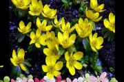 Good Morning Beautiful Yellow Flowers, Yellow Flowers HD Wallpaper Images Photos Pictures Latest Collection #3