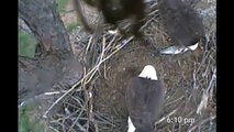 Richmond Eagles First Eaglet Hatches From Pip to Hatch 3 16 12