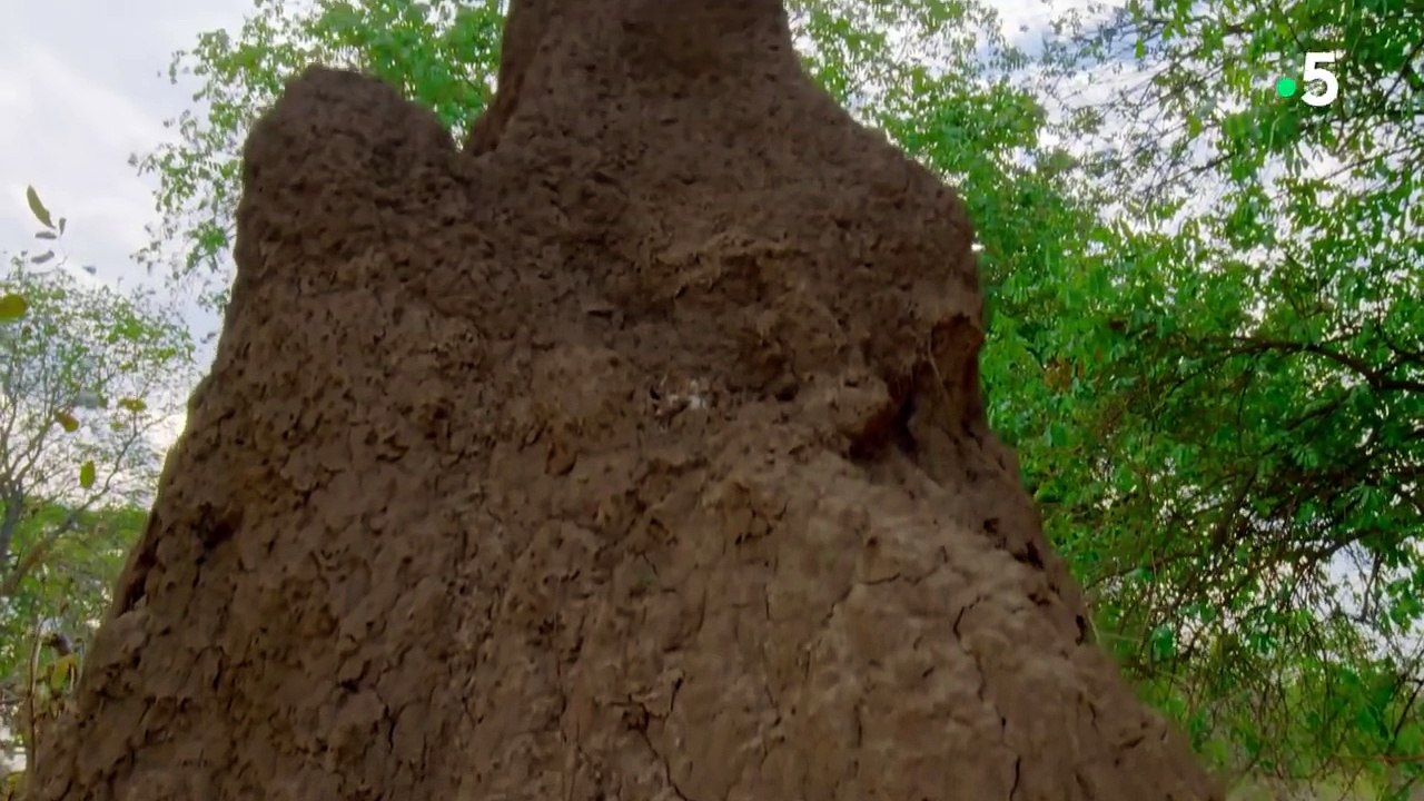 Les termites charbonnent comme jamais - ZAPPING SAUVAGE