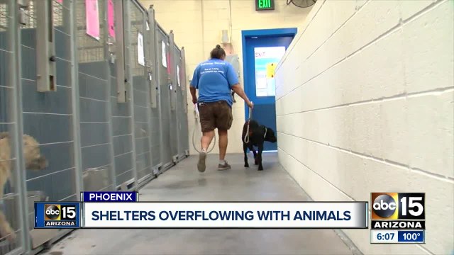 Maricopa County shelters overflowing with animals
