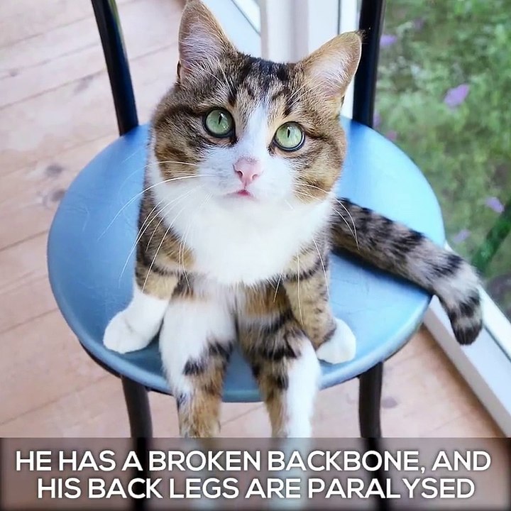Impossible is nothing for this brave puss!!Credit: IG: rexiecat