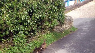 Cute Mother And Baby Ducks Crossing The Road to the Sea HD 1080p (Funny) Duckings Beach