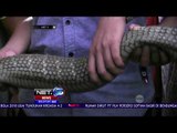 Seekor King Cobra Menggegerkan Pemukiman Warga - NET 5