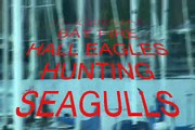 BALD EAGLES KILLING SEAGULLS