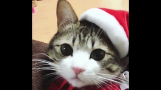 Funny Christmas Song: Cute Little Kitty in a Santa Hat