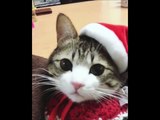Funny Christmas Song: Cute Little Kitty in a Santa Hat