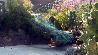 Slow motion peacock mating