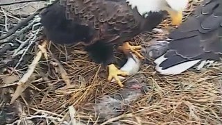 Decorah Eagles,Fresh Fish For Eaglets With Great Closeup Of Feeding,4/8/15