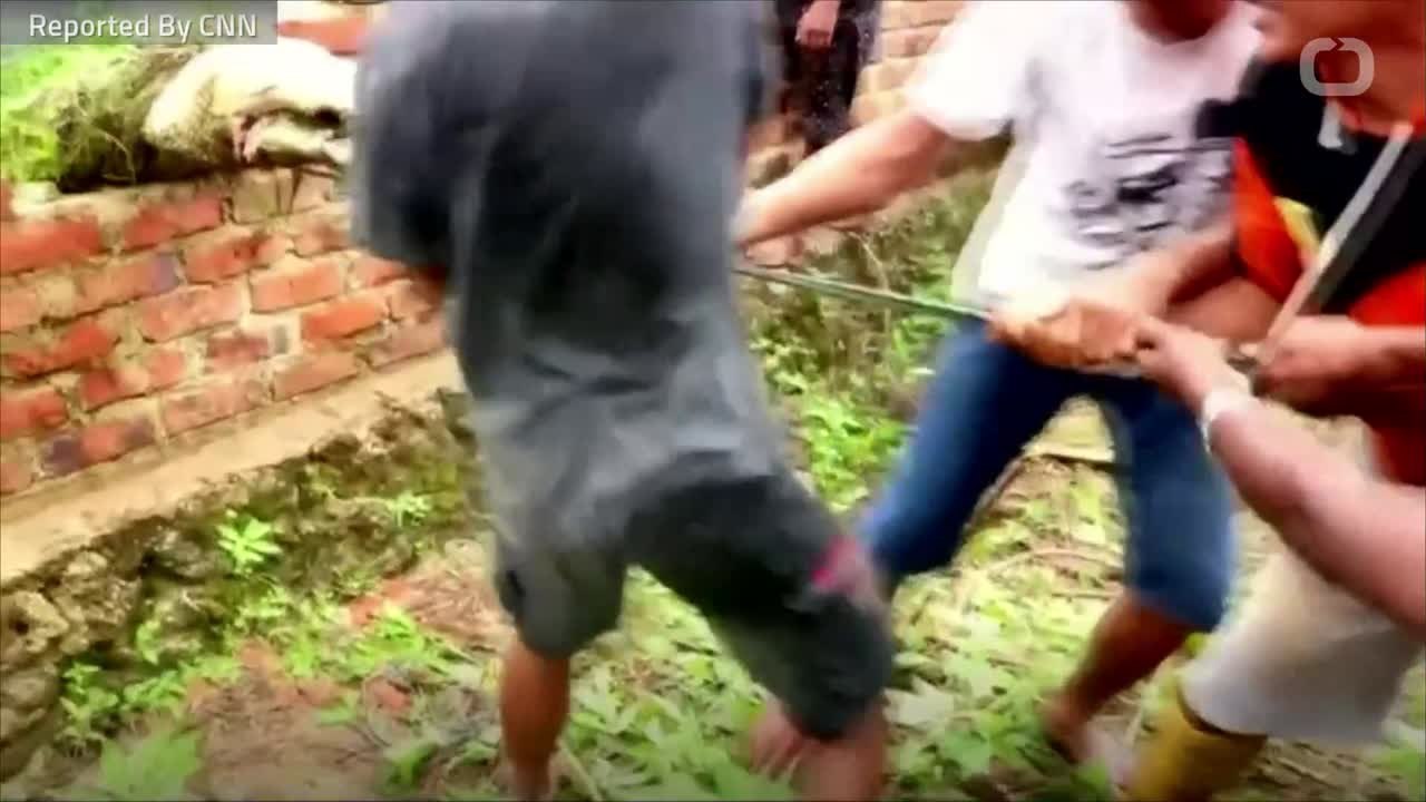 Mob In Indonesia Slaughters 300 Crocodiles