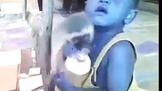 Funny Monkey | A Cute and Naughty Baby Monkey