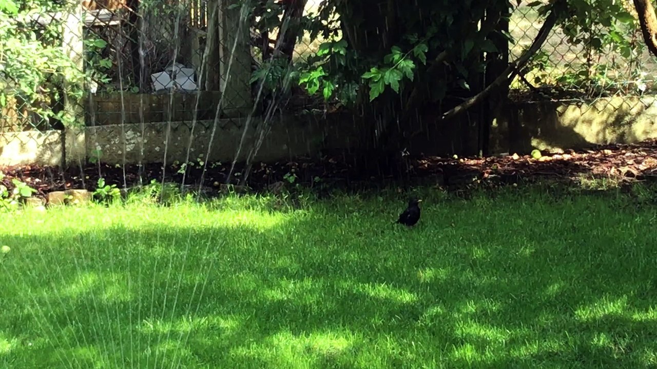 Blackbird in the garden
