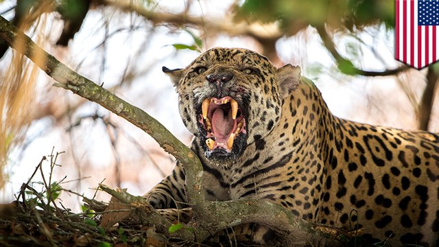 Jaguar escapes habitat in New Orleans zoo and kills 6 animals