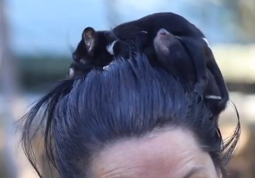 Tasmanian Devils Dash and Violet are Tiny Terrors