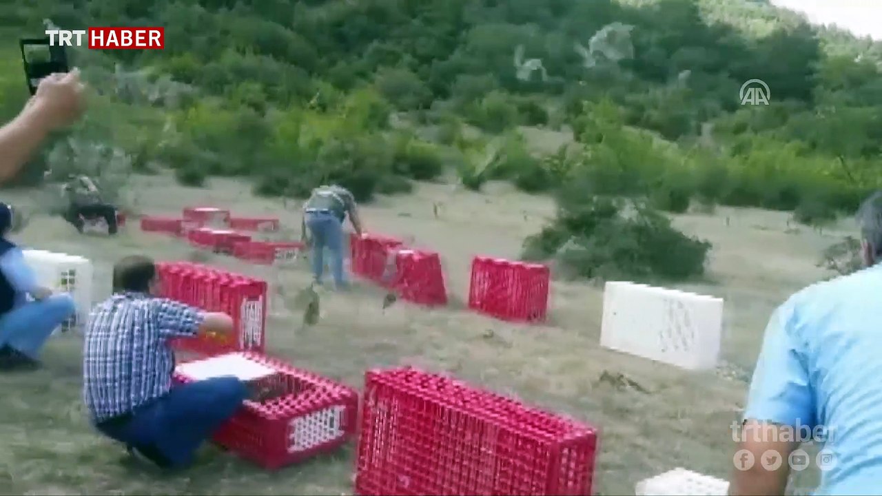 Kınalı keklikler doğaya salındı