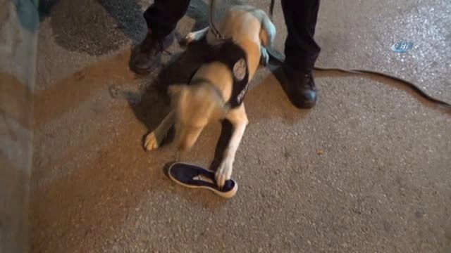İz Takip Köpeği Sokak Sokak Yaşlı Adamı Aradı