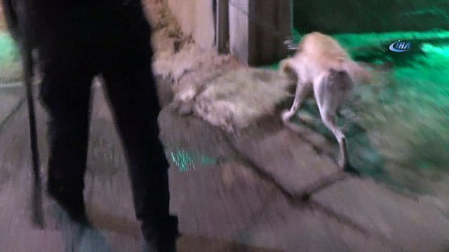 İz takip köpeği sokak sokak yaşlı adamı aradı