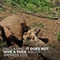 PETA Admits It Doesn't Give A Fuck About Armadillos